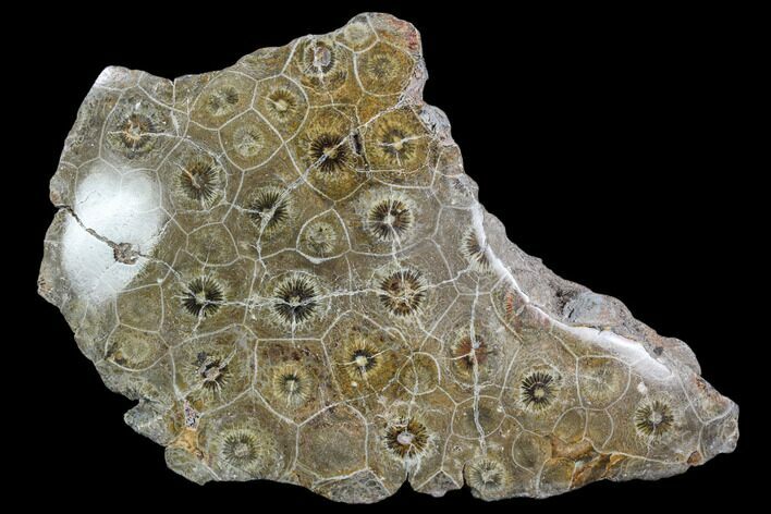 Polished Fossil Coral (Actinocyathus) - Morocco #110556